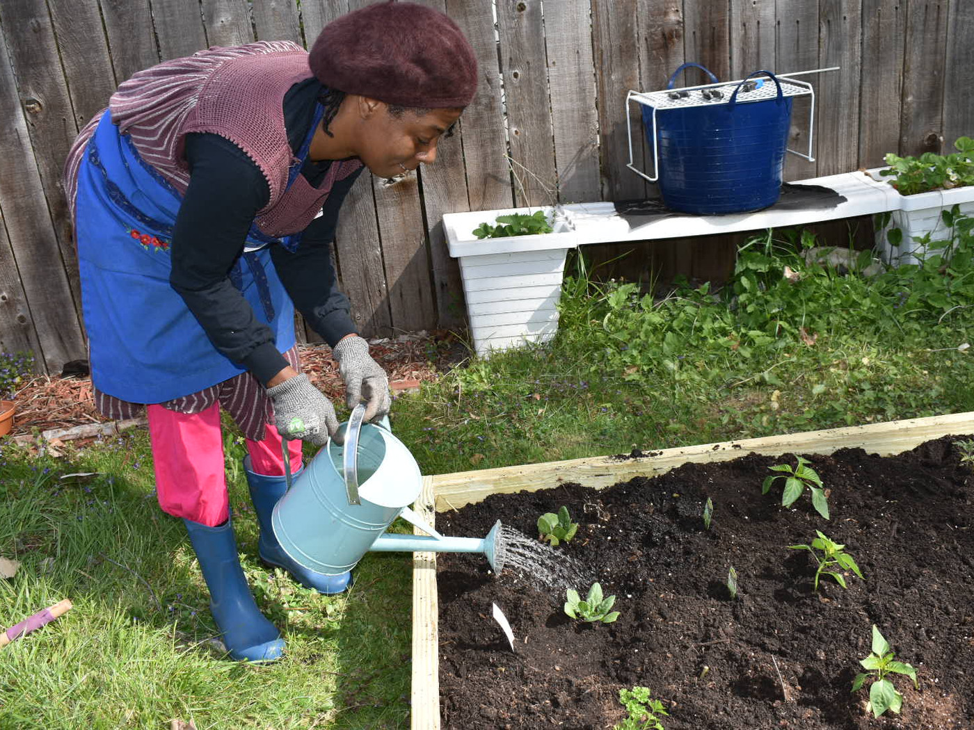 Resident watering seedlings in a newly installed backyard raised bed
