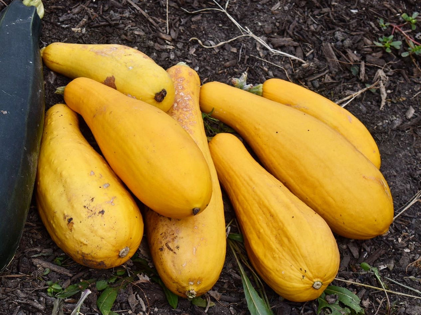 Golden squash harvested at the E. Vernor garden