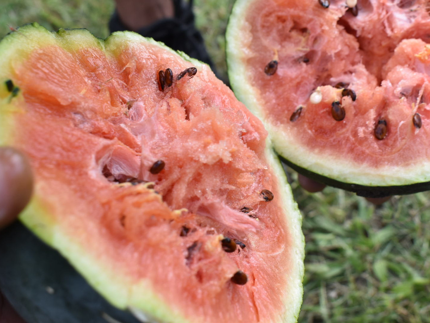 Watermelon grown and cut open at a Peace Tree Parks garden