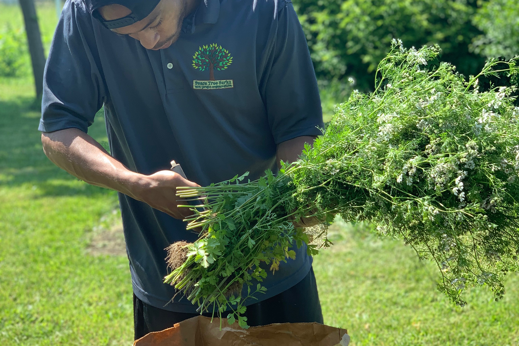 A volunteer planting seedlings at a Peace Tree Parks garden